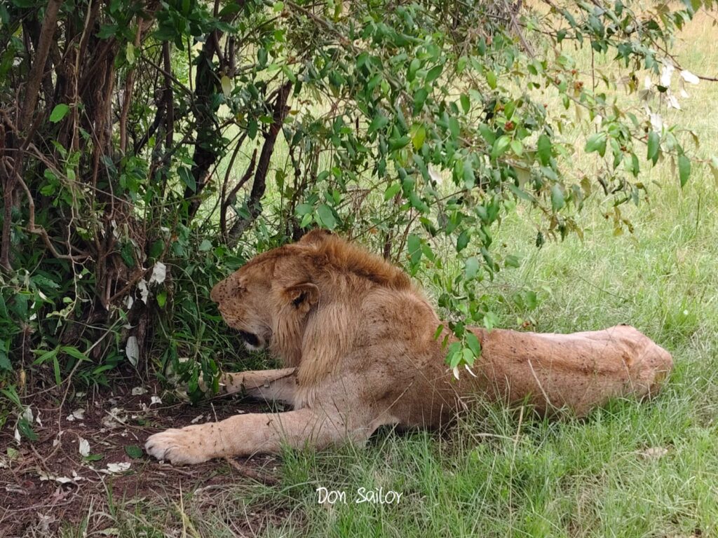 Tanzania Botswana Safari