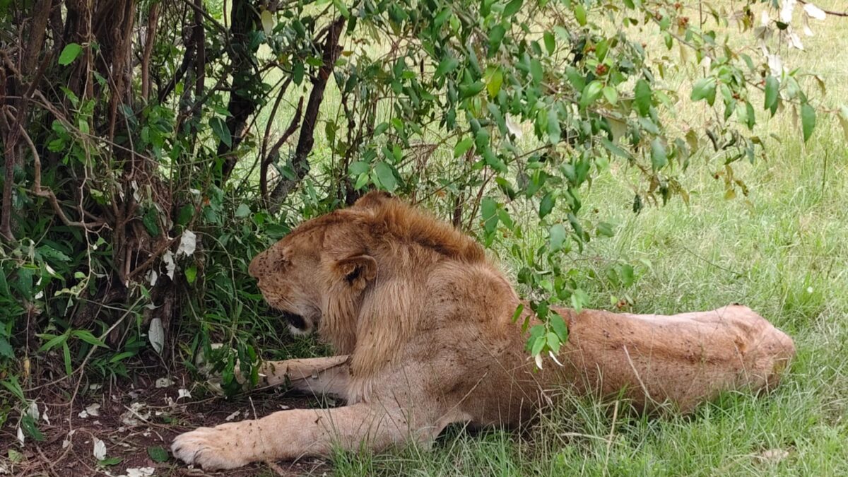 Tanzania Botswana Safari