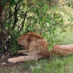 Tanzania Botswana Safari