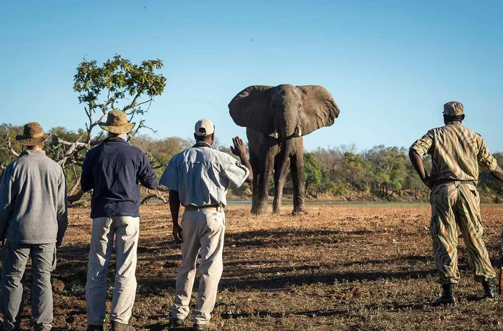 Botswana Walking Safaris