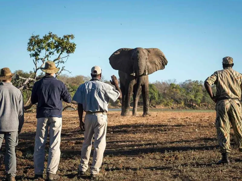 Botswana Walking Safaris