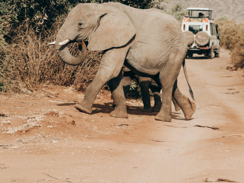 Can I See All the Big Five During a Uganda–Kenya Safari Africa Safaris