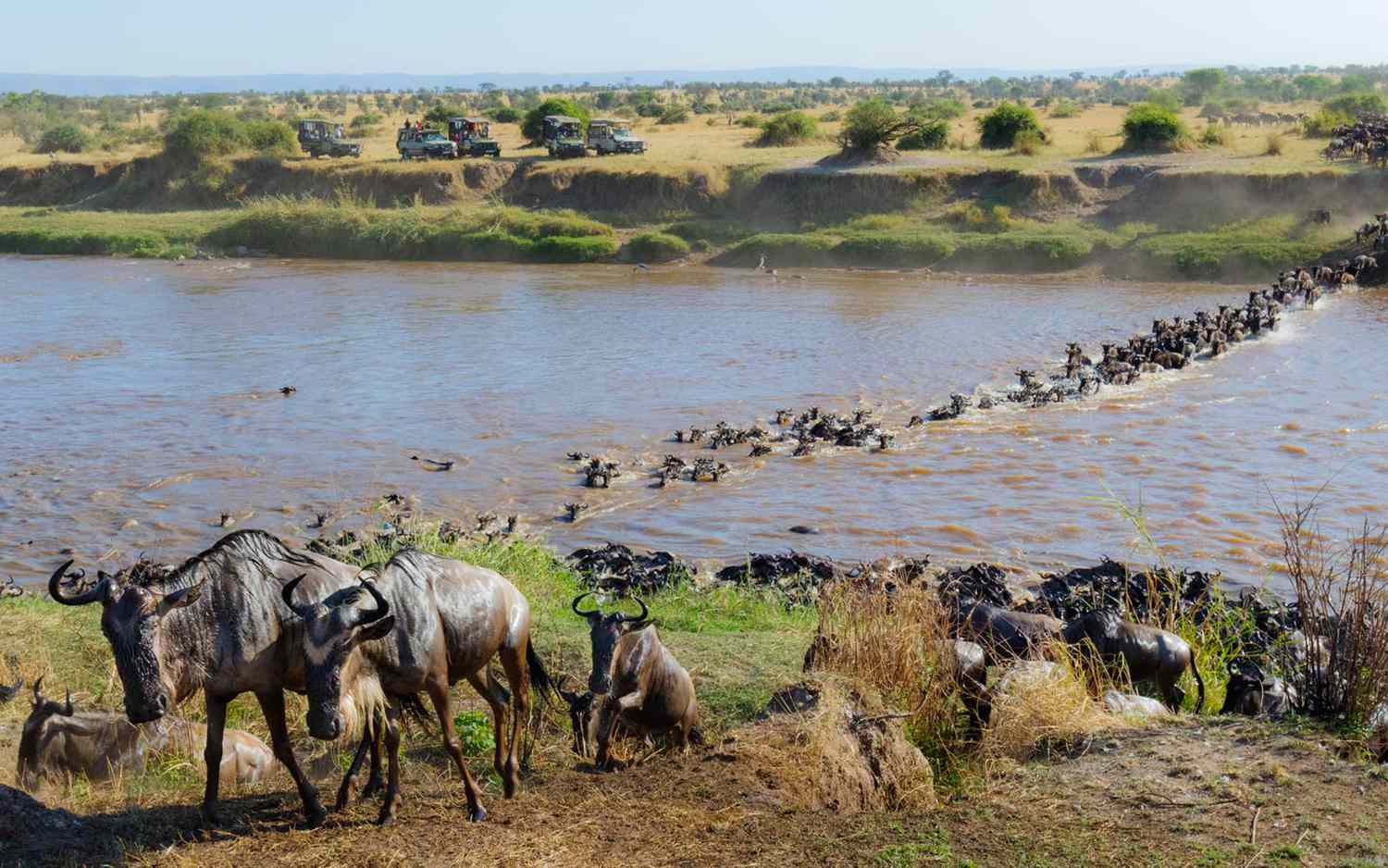 Africa Safaris