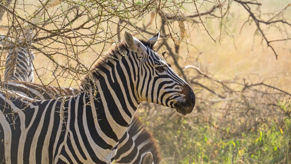 9 Days Tanzania Wildlife Safari