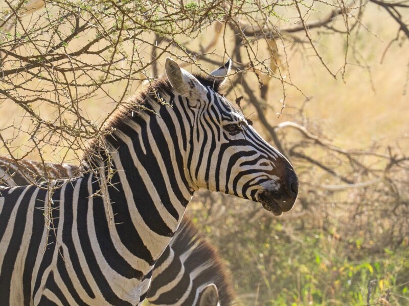 9 Days Tanzania Wildlife Safari 9 Days Tanzania Wildlife Safari