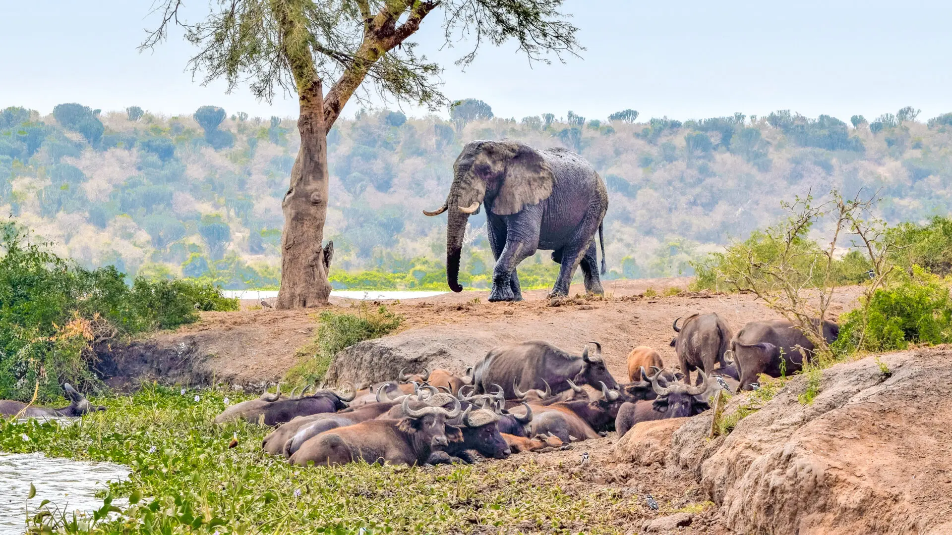 9 Days Tanzania Wildlife Safari