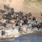 13 Days Kenya Tanzania and Uganda Safari