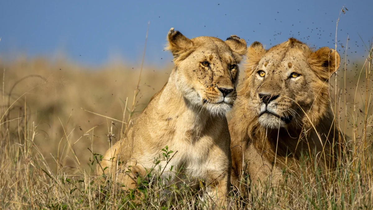 14-Day Tanzania Luxury Honeymoon Safari