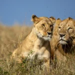 14-Day Tanzania Luxury Honeymoon Safari