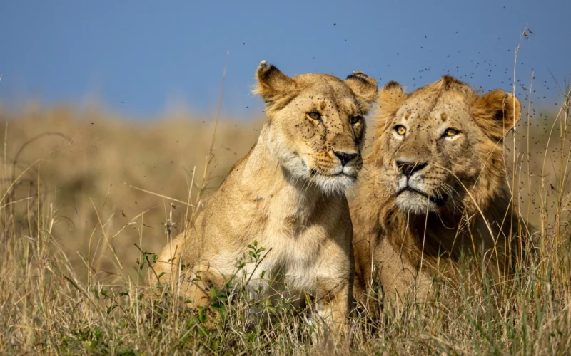 14-Day Tanzania Luxury Honeymoon Safari