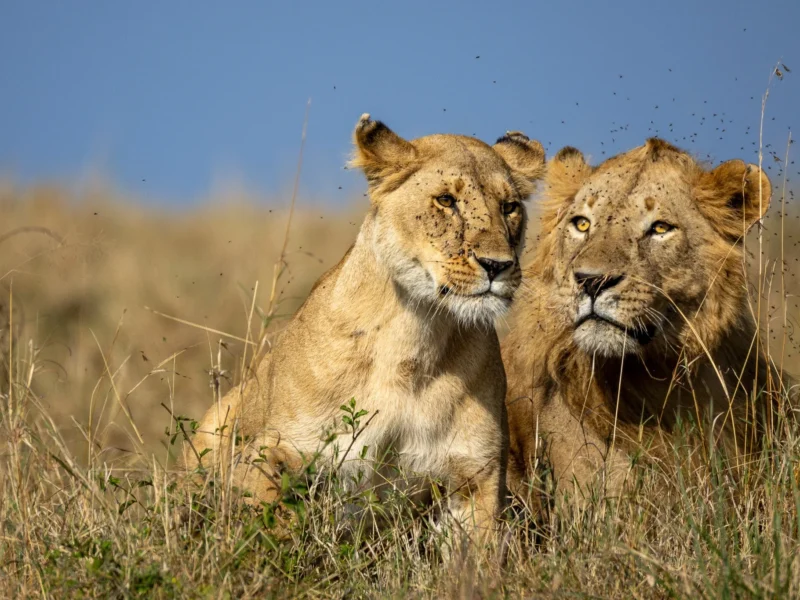 14-Day Tanzania Luxury Honeymoon Safari