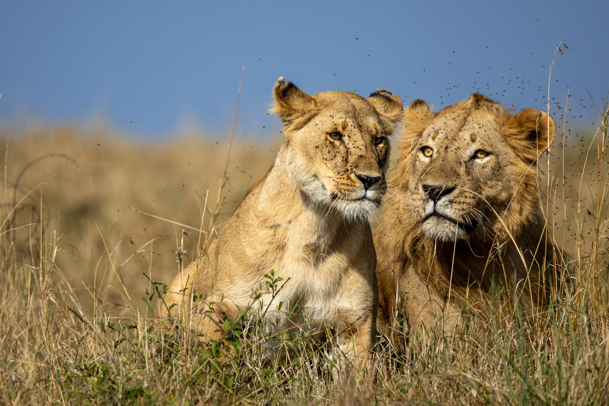 14-Day Tanzania Luxury Honeymoon Safari