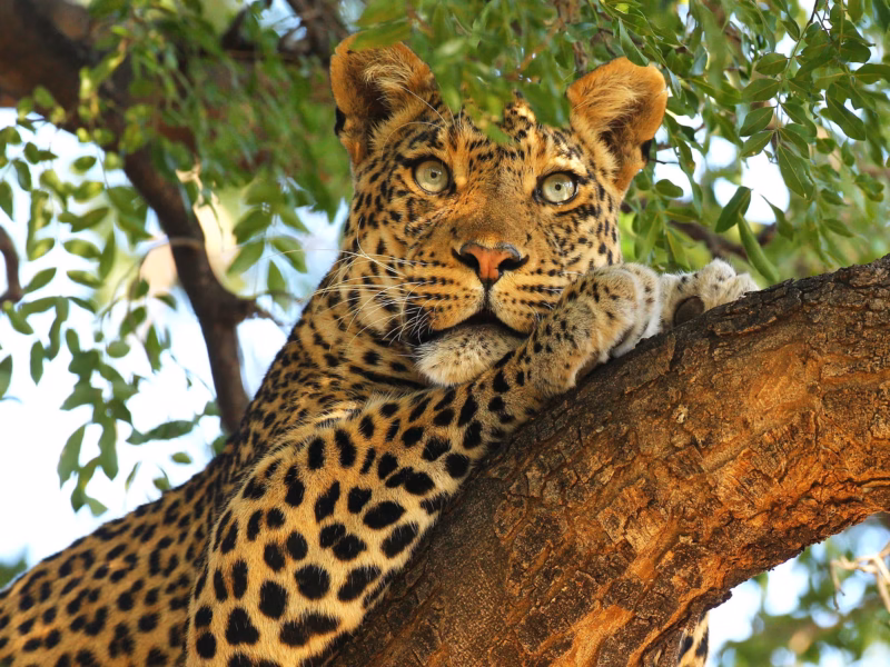 5 Days Tanzania Wildlife Safari 5 Days Tanzania Wildlife Safari