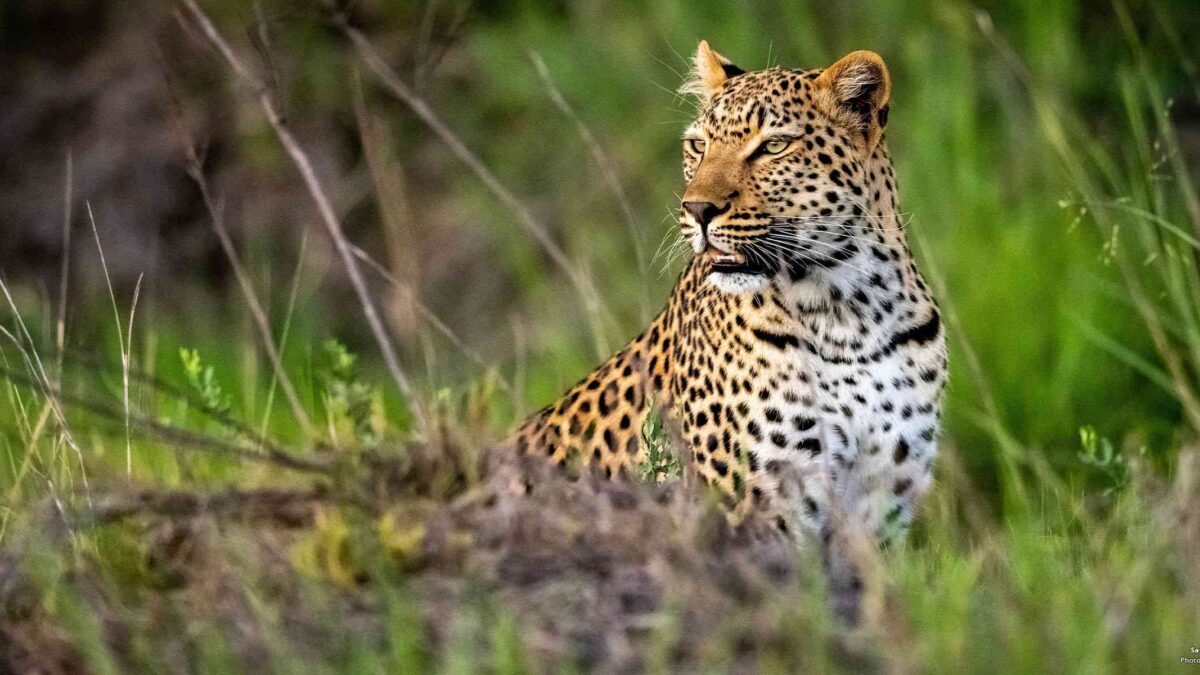 Rwanda and Tanzania Combo Guided Safari