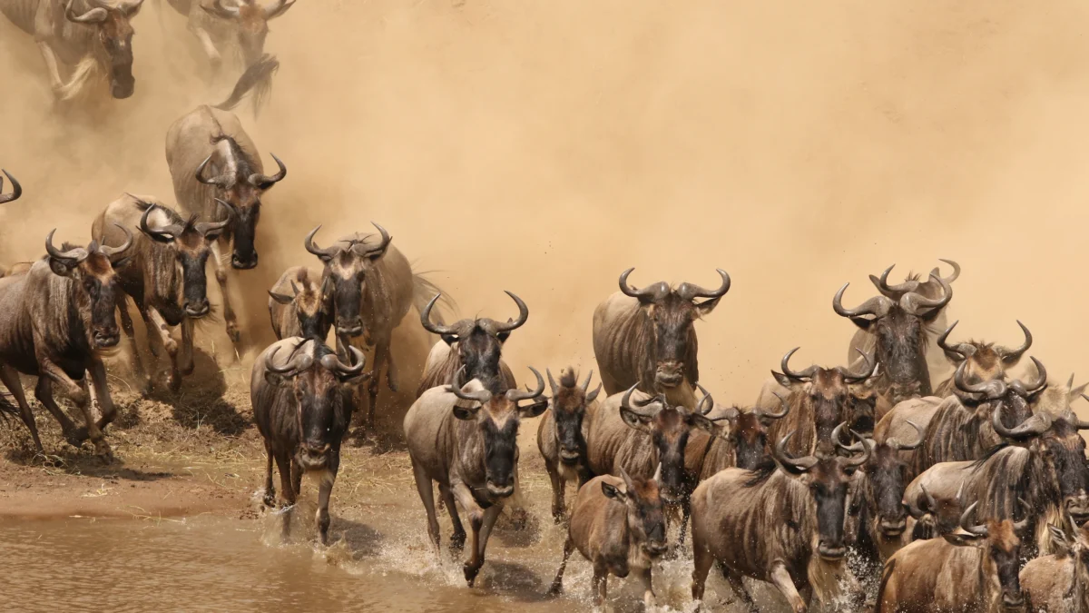 Rwanda and Tanzania Combo Guided Safari