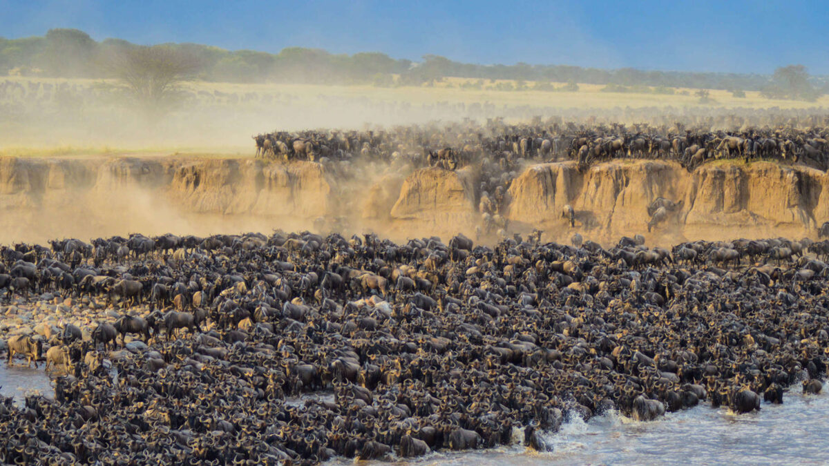Is Serengeti Better Than Maasai Mara for Migration?