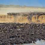 Is Serengeti Better Than Maasai Mara for Migration?