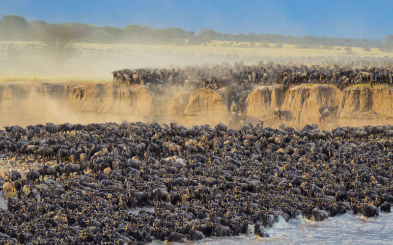 Is Serengeti Better Than Maasai Mara for Migration?