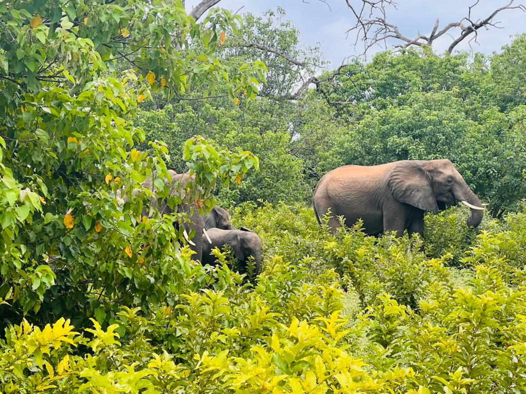 15 Days Botswana and Uganda Safari 