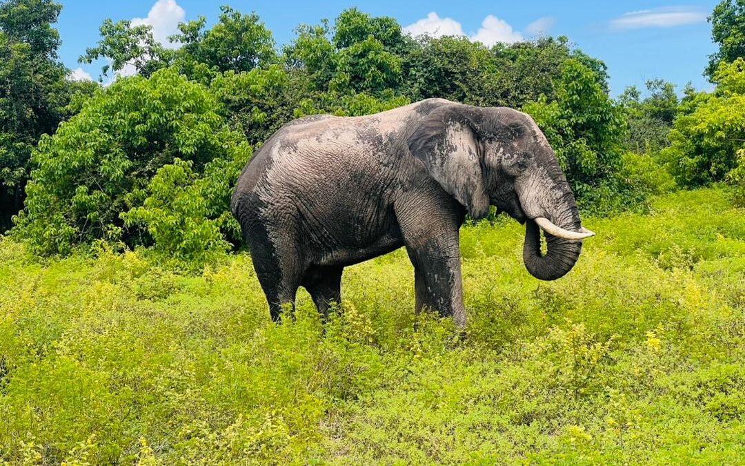 Victoria Falls National Park