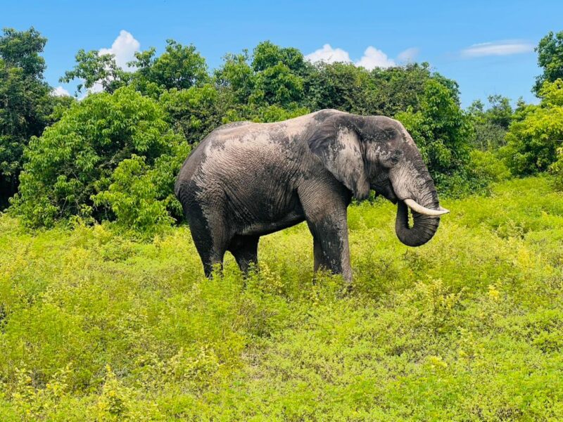 Victoria Falls National Park