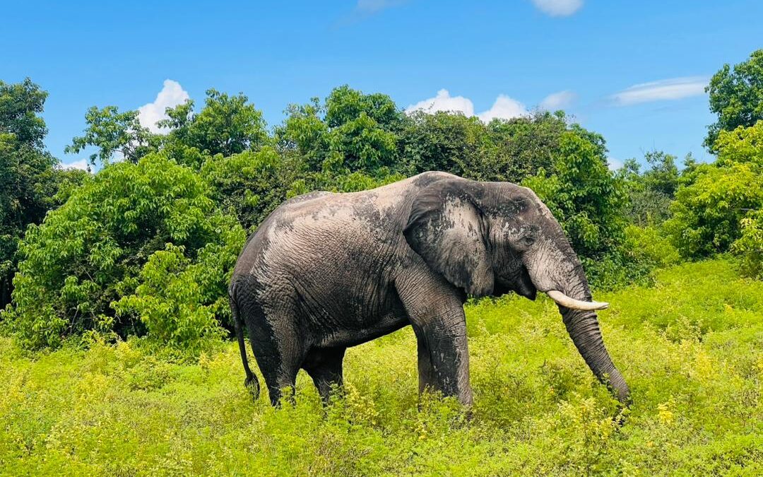 East Africa Wildlife Tour & Zanzibar Safari