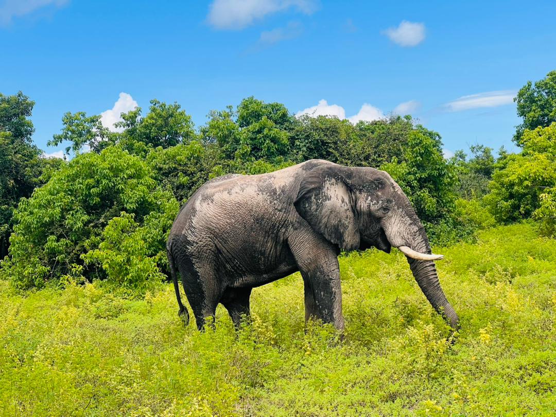 13 Days Luxury Kenya Tanzania Safari