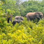Tarangire National Park