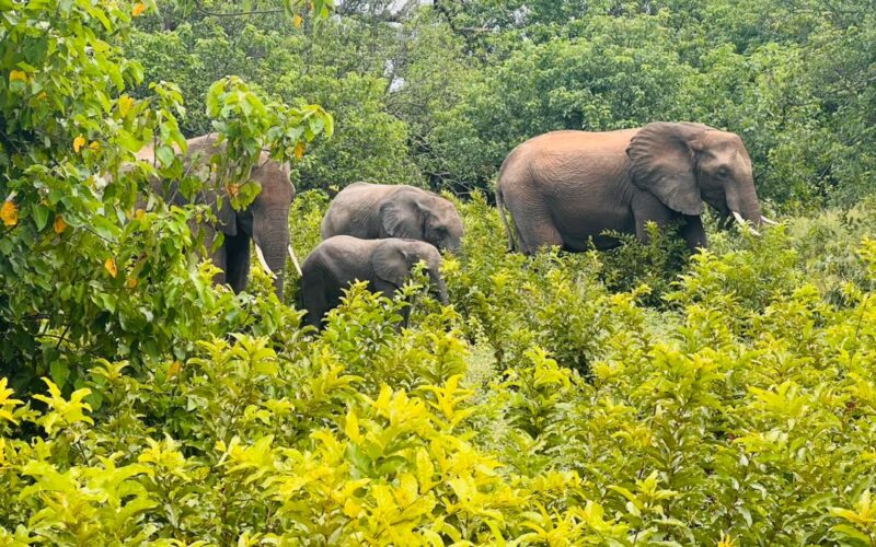 Tarangire National Park