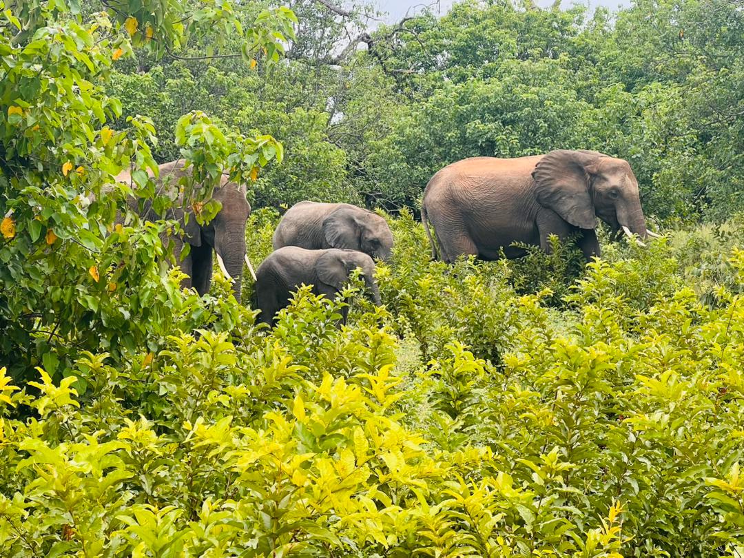 7-Day Ultimate Northern Tanzania Safari