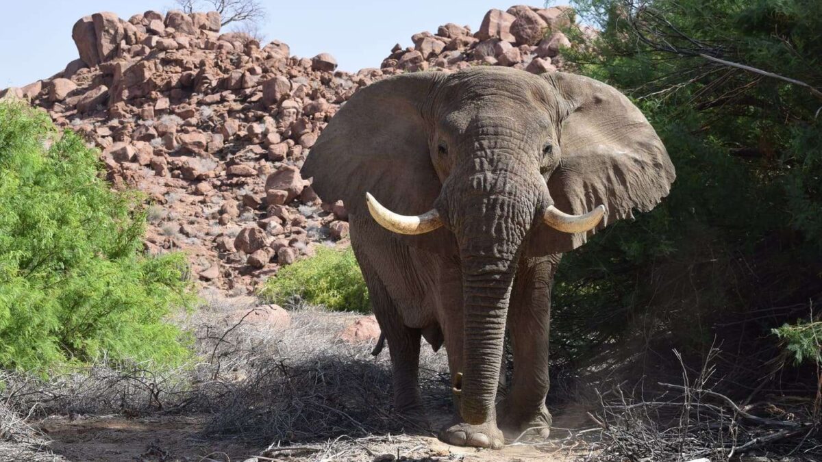 Damaraland and Kaokoveld
