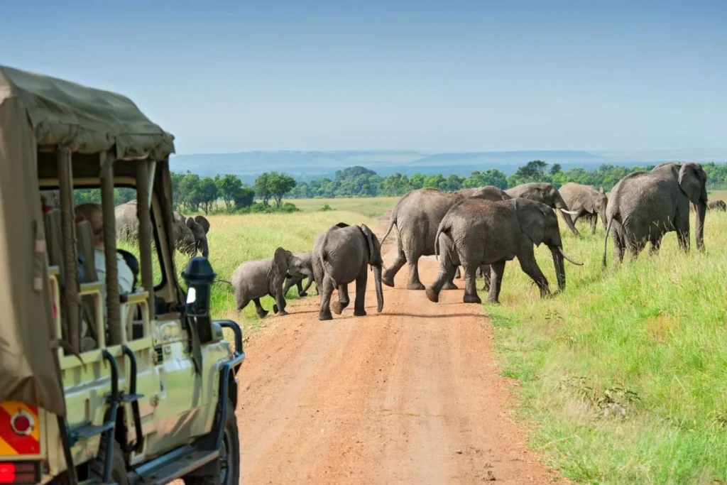 Does Uganda Offer Guided Game Drives Like Tanzania?