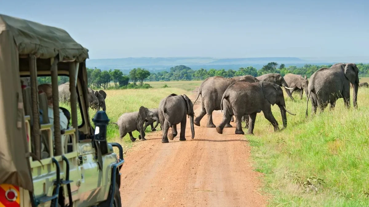 Zimbabwe Botswana and Uganda Safari