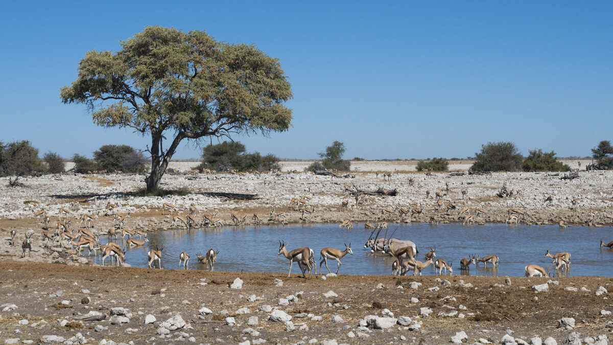 Etosha National Park