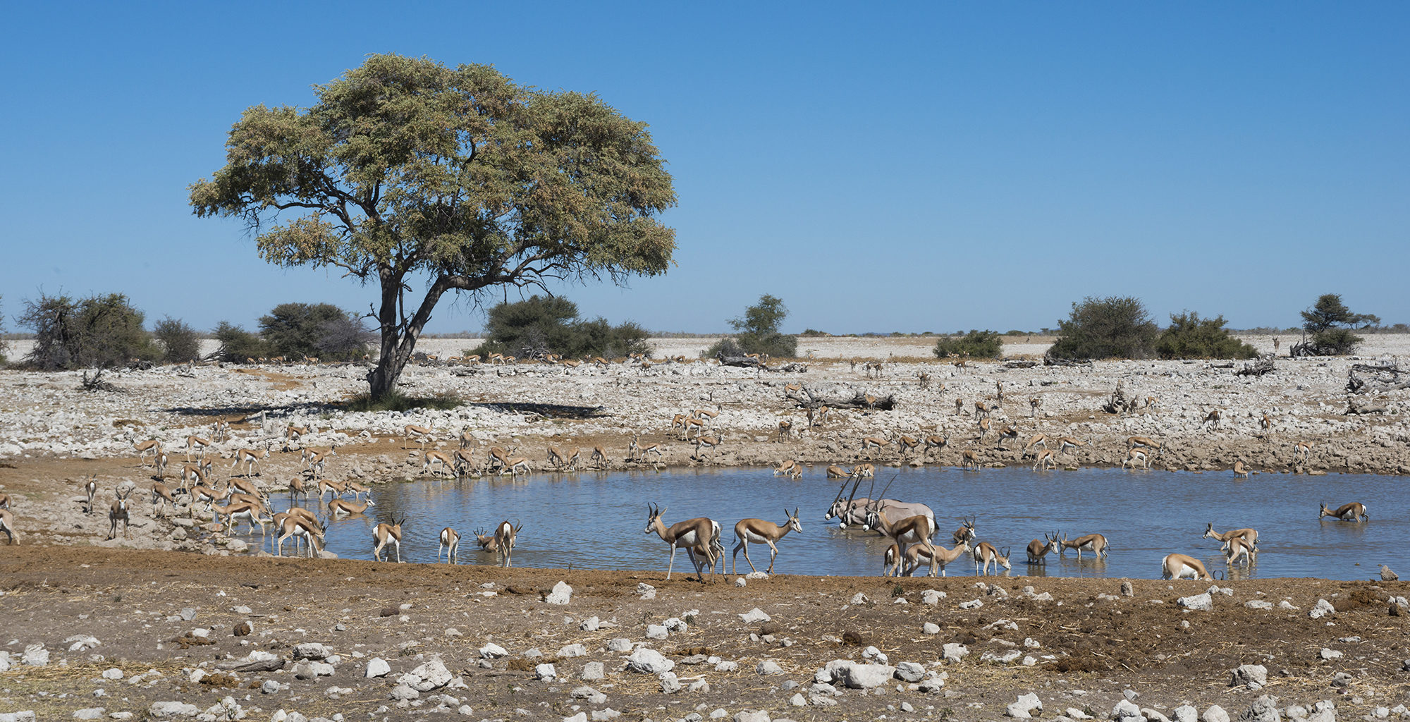 Etosha National Park