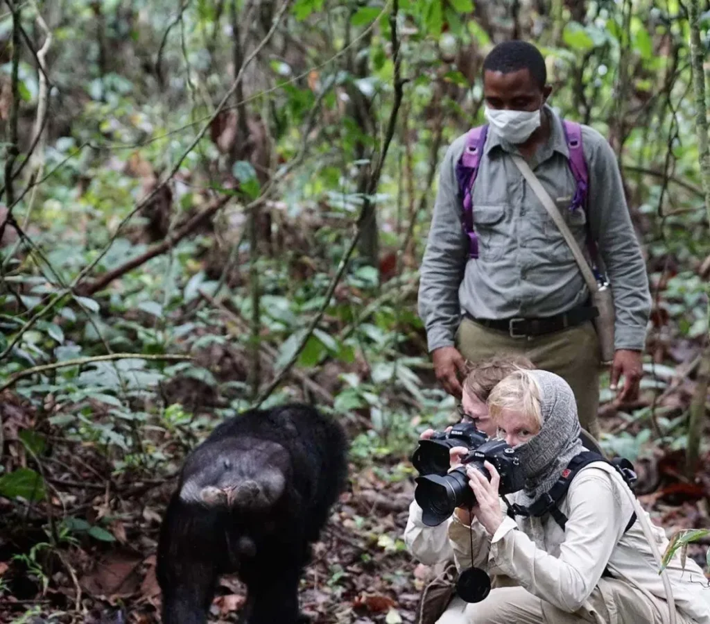 Is Chimpanzee Tracking Suitable for Beginner Hikers?