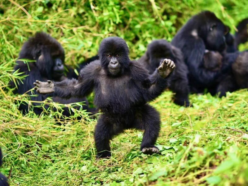 Best time to visit Botswana and to see Gorillas