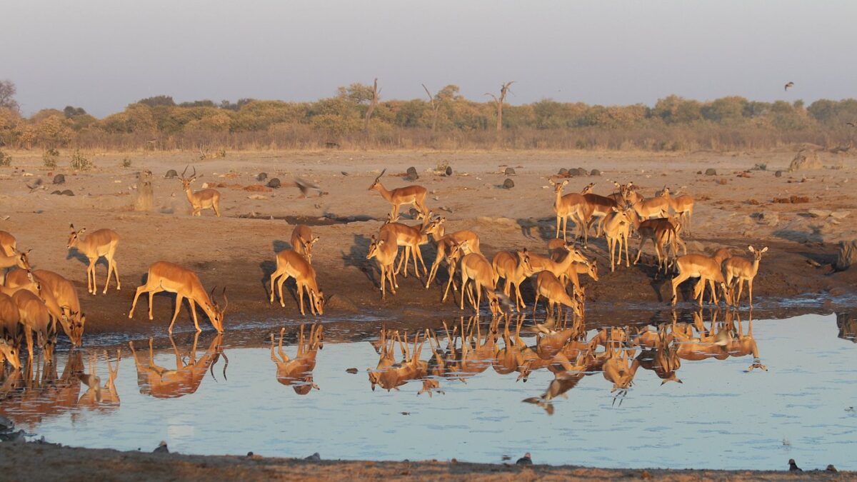 Nxai Pan National Park