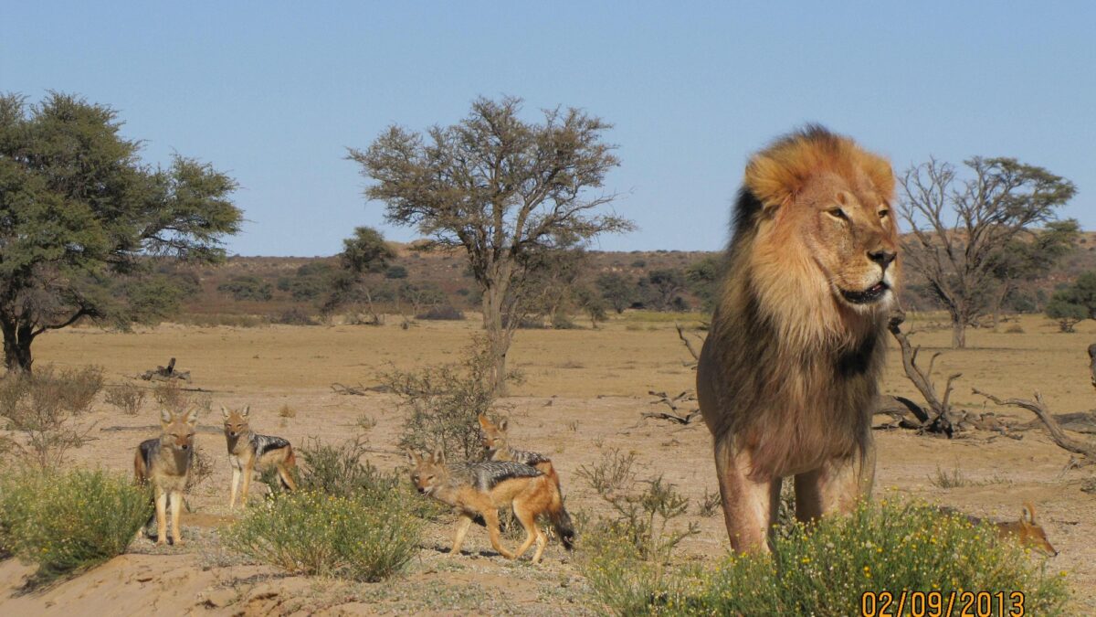 Best time to visit Botswana and Tanzania