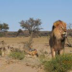 Best time to visit Botswana and Tanzania