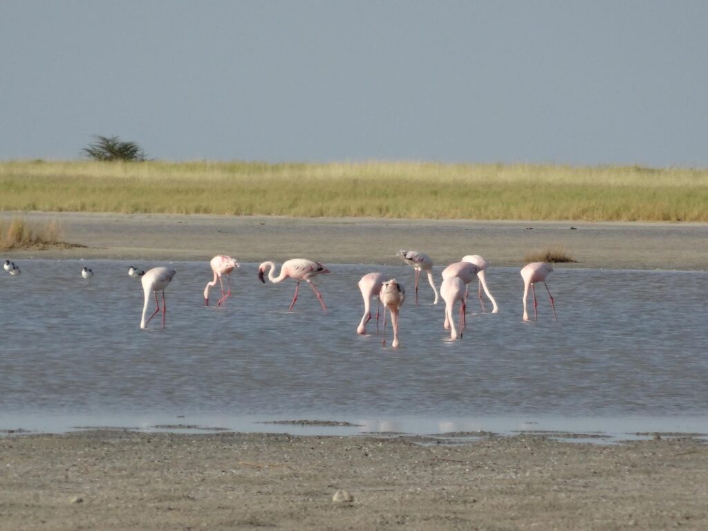 Bird watching Safaris in Botswana
