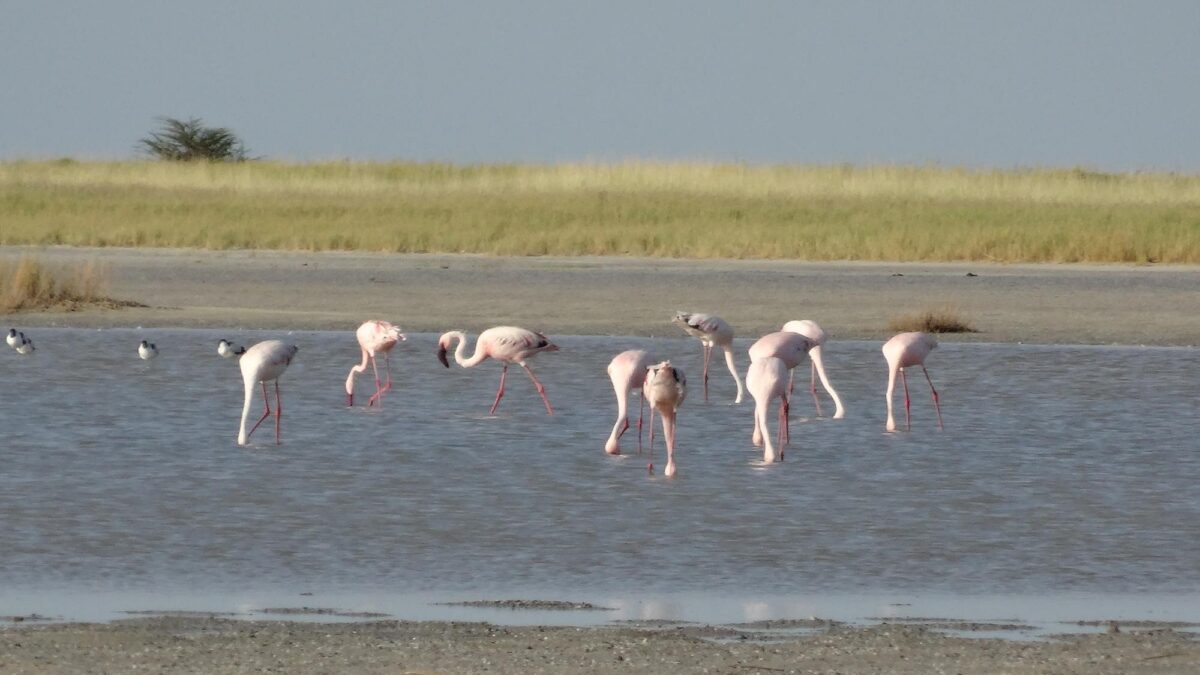 Bird watching Safaris in Botswana