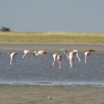Bird watching Safaris in Botswana