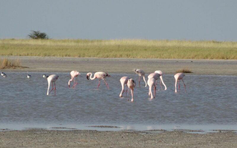 Bird watching Safaris in Botswana