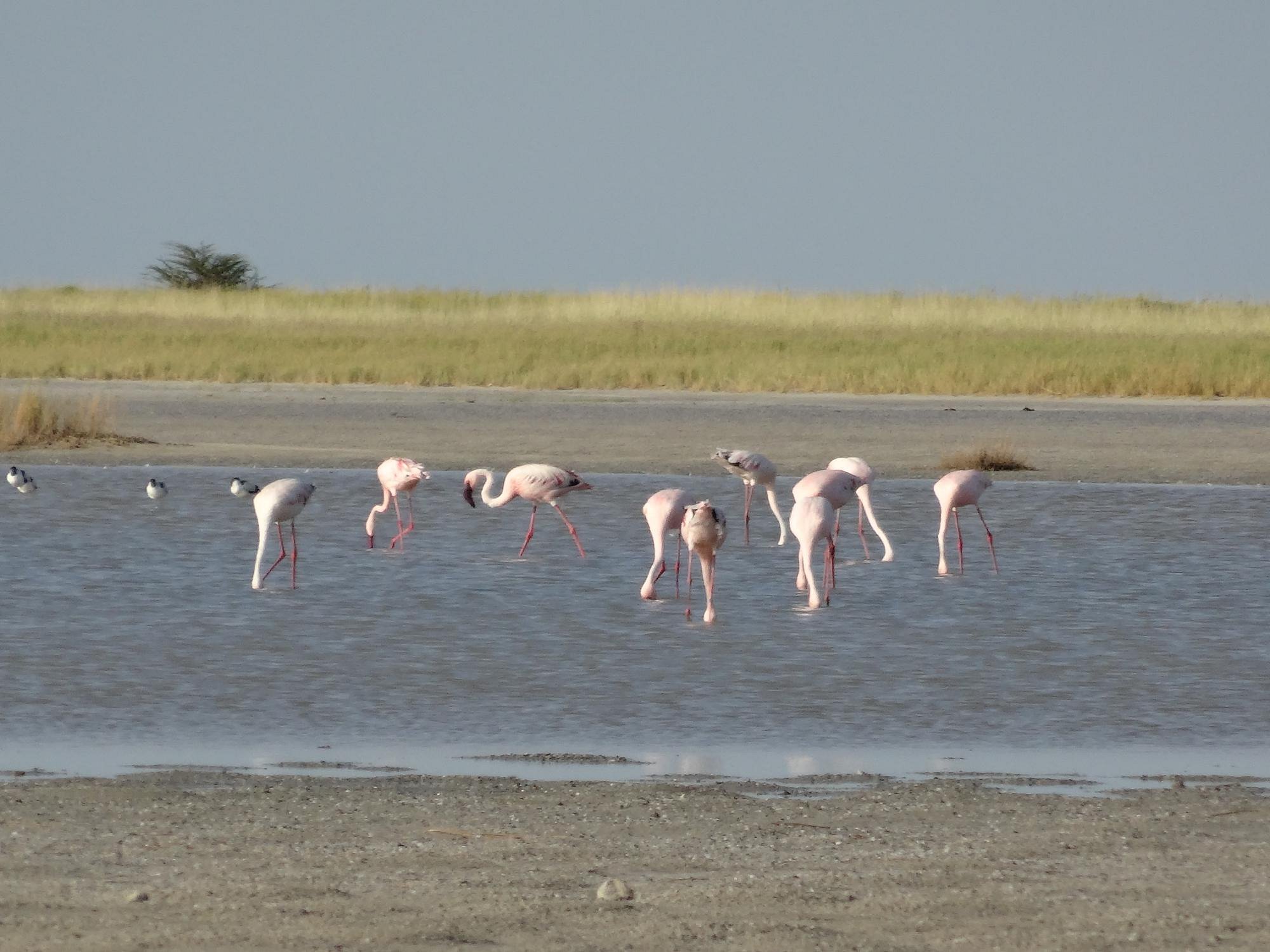 Bird watching Safaris in Botswana