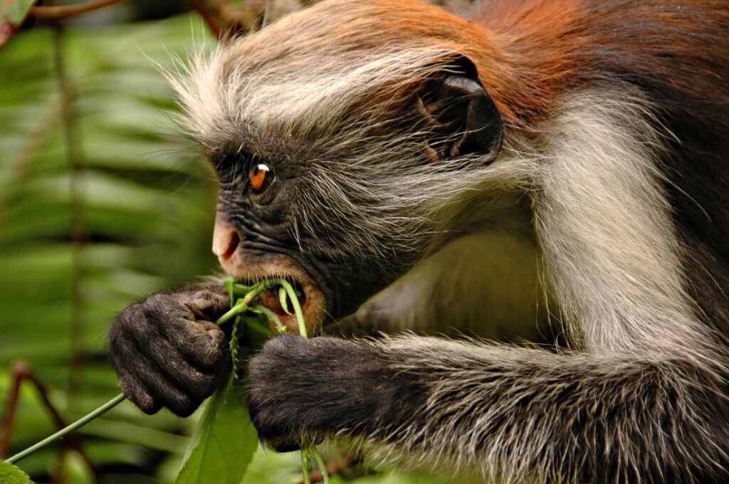 Can I see the Zanzibar red colobus monkey in Jozani Chwaka Bay National Park?