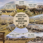 Tanzania Wildlife Safaris