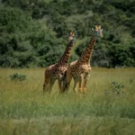 Rwanda Tanzania safari logistics 2026