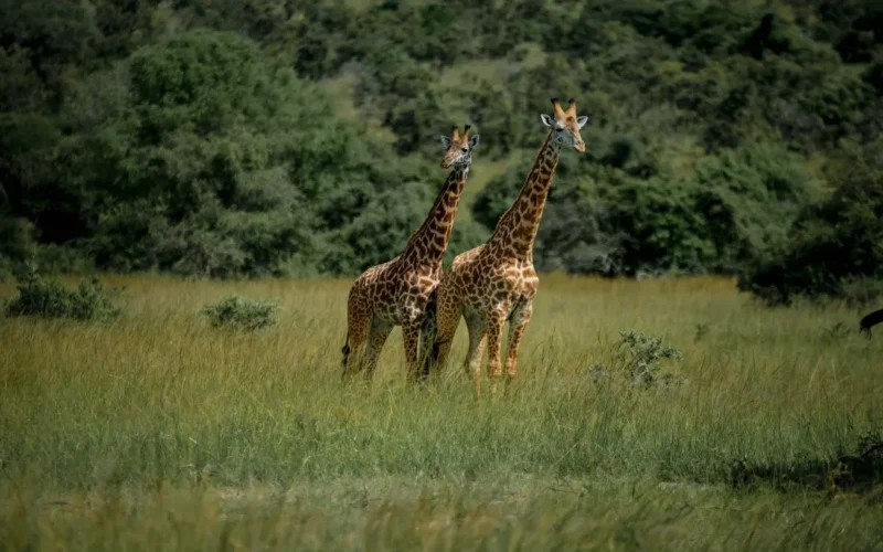 Rwanda Tanzania safari logistics 2026