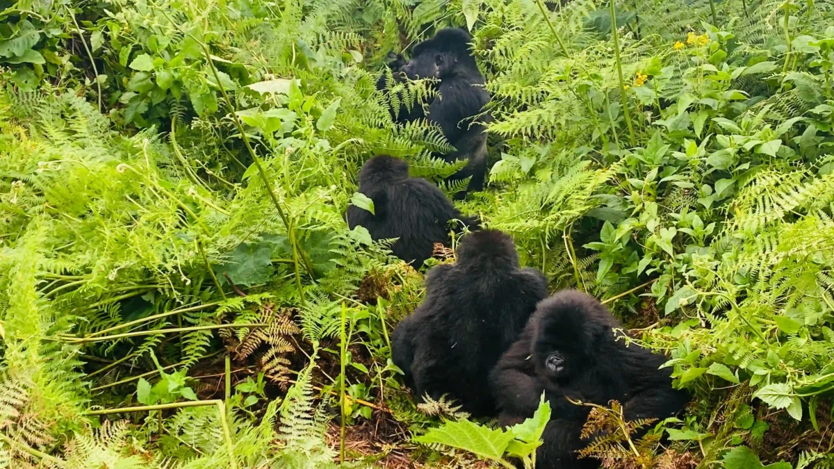 Gorilla Trekking Fitness & Training Guide